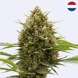 Amnesia Core Cut Steckling - HY-Pro Seeds