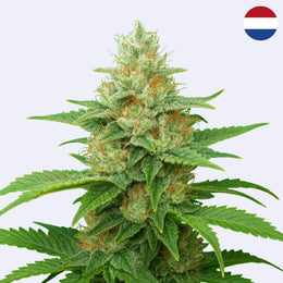 Atomic Bomber - Bomb Seeds - Steckling