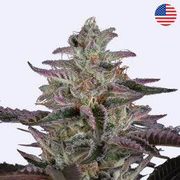 Banana Krumble Feminisierte Samen