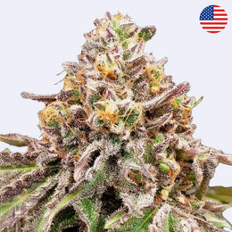 Blüte von Blue Haze x Gelato 41 Auto Autoflowering Samen von Green House Seeds mit charakteristischen Kristallen.