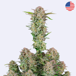Bruce Banner Autoflowering Samen - 420 Fast Buds