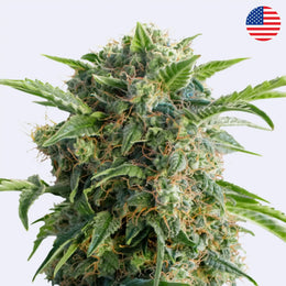 Daiquiri Lime Autoflowering Samen