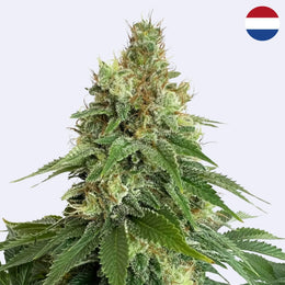 Double Blue Feminisierte Samen