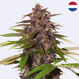 Forbidden Cherry Autoflowering Samen