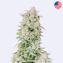 Forbidden Runtz Autoflowering Samen