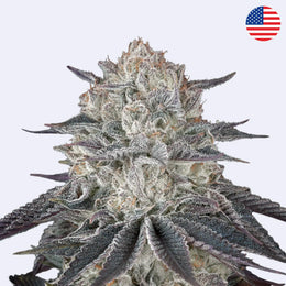 Fullgas! Feminisierte Samen