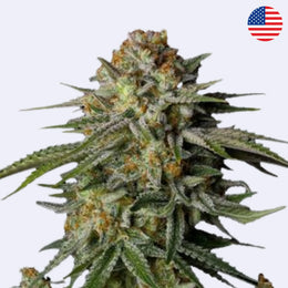 GG4 Sherbet FF feminisierte Samen Blüte mit harzigen Knospen von 420 Fast Buds.