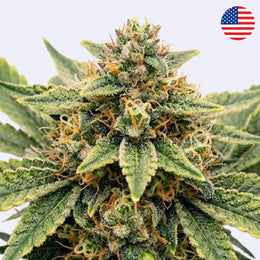 Gelato #45 Steckling - Cookie Fam Genetics