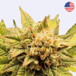 Gelato #45 - Steckling