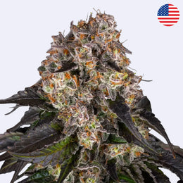 Nahaufnahme von Girl Scout Cookies feminisierten Samen von Barneys Farm mit blühenden Knospen.