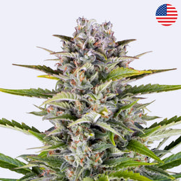 Gorilla Zkittlez Autoflowering Samen von Barneys Farm mit dichten Blüten und üppigem Grün.