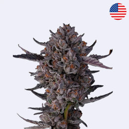 Jokerz - Compound Genetics Steckling showcasing dense purple cannabis buds with unique coloring.