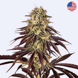 Kong's Krush feminisierte Samen von Green House Seeds mit dichten Blüten und lila Blättern.
