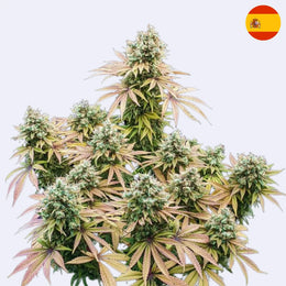 Lemon Shining Silver Haze feminisierte Samen
