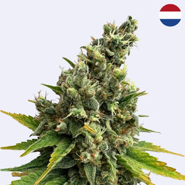 Lemongrass Feminisierte Samen