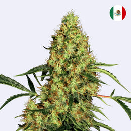 Mexican Sativa Feminisierte Samen von Sensi Seeds, blühende Pflanze mit grünen Blättern und Harz.
