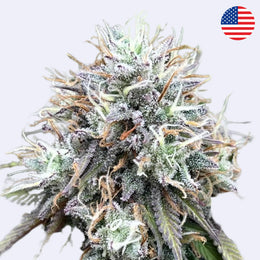 Mimosa x Orange Punch Steckling - Barneys Farm