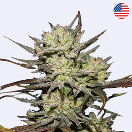 Original Northern Lights Autoflowering Samen