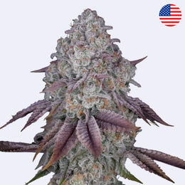 Persian Pie Feminisierte Samen