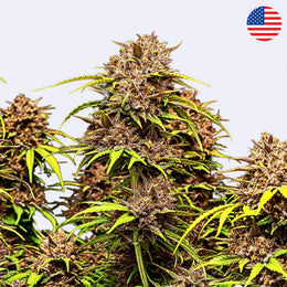 Purple Lemonade Autoflowering Samen