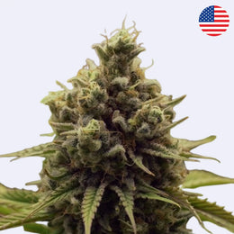 Purple Queen feminisierte Samen