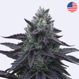 Sherb Creme Pie - Clone Only - Steckling