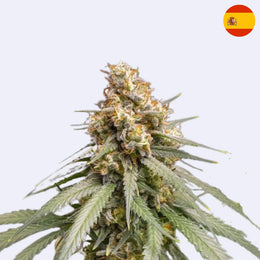 Shining Silver Haze feminisierte Samen