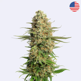 Skywalker Saga Feminisierte Samen