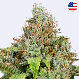 Privileged Baddie Feminsierte Samen - Anesia Seeds