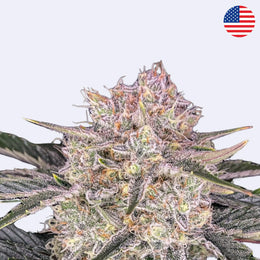 Strawberry Gorilla Autoflowering Samen