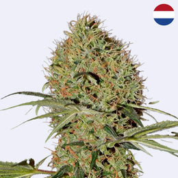 Super Bud Autoflowering Samen von Green House Seeds mit dichten Knospen und grünem Blattwerk.