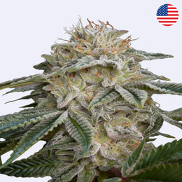 Super Lemon Haze x GMO Feminisierte Samen von Green House Seeds, hochwertige Cannabisblüte.