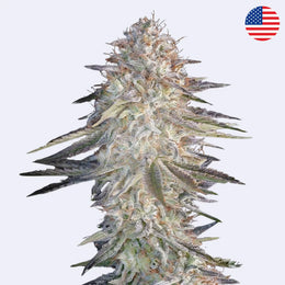 Super Lemon Haze x Pink Candy Feminisierte Samen - Green House Seeds mit dichten Blüten und harzigen Trichomen