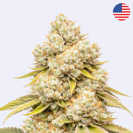 Tangie Land Steckling von Crockett Family Farms, dicht belaubte Blütenpracht mit zarten Trichomen.