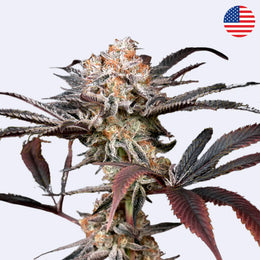 Wonder Pie Feminisierte Samen