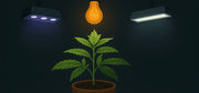 Cannabis Grow: Licht & Lampen – Der ultimative Leitfaden für Indoor-Grower