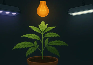 Cannabis Grow: Licht & Lampen – Der ultimative Leitfaden für Indoor-Grower