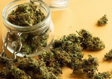 Cannabis Curing – Aushärtung leicht gemacht