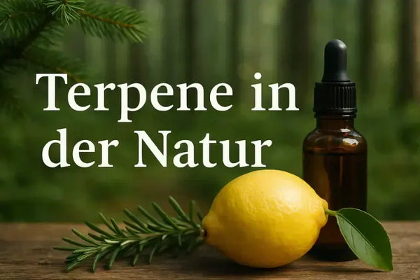 Terpene in der Natur: Waldbaden, Essen & Öle | NovaHemp