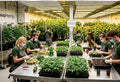 Die 5 besten Stecklinge für Cannabis Social Clubs