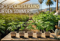 Unsere Top 5 US Cali Strains für den Sommer