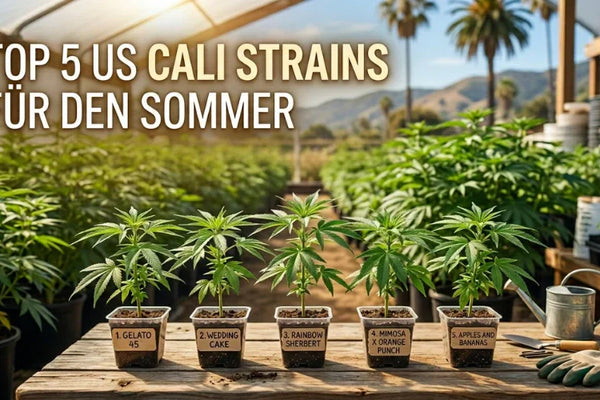 Unsere Top 5 US Cali Strains für den Sommer | NovaHemp