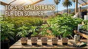 Unsere Top 5 US Cali Strains für den Sommer | NovaHemp