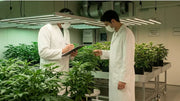 Professionelle Cannabis Anbauberatung für Social Clubs — zwei Experten in Laborkitteln begutachten Cannabispflanzen in einem professionellen Indoor-Grow mit LED-Beleuchtung