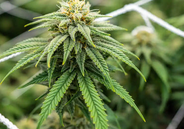 Cannabis Anbaumethoden im Überblick – Welche passt zu dir?