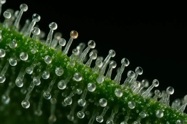 Trichome bestimmen – So geht’s richtig