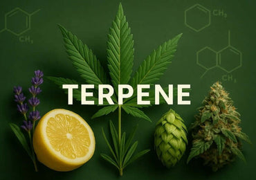Was sind Terpene? – Wirkung, Nutzen & Vorkommen
