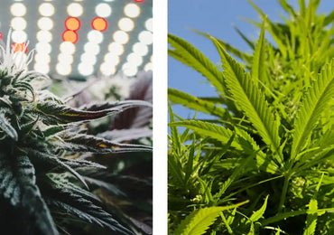 Indoor oder Outdoor – Was passt zu dir?