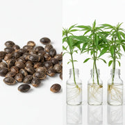 Cannabis Samen vs. Cannabis Stecklinge 2026 - der Vergleich für ein legalen Eigenanbau in Deutschland