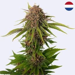 AK Choco Kush Feminisierte Samen